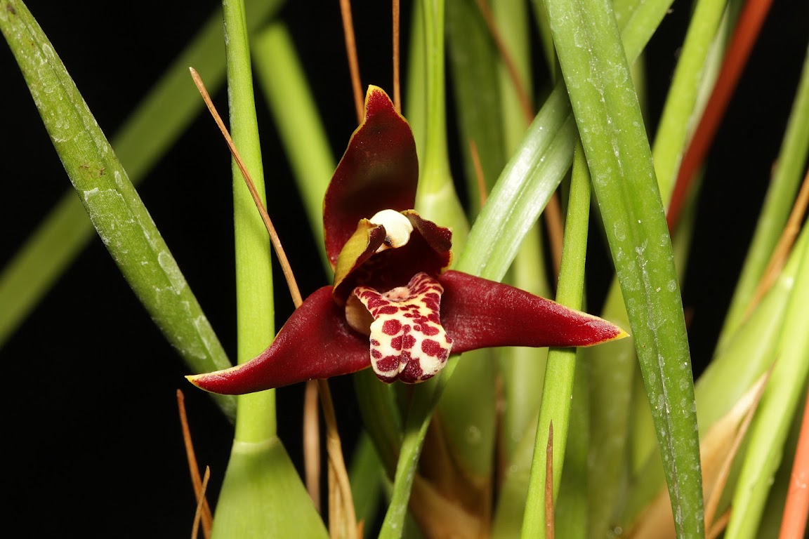 Maxillariella (Maxillaria) houtteana IMG_9671_v1