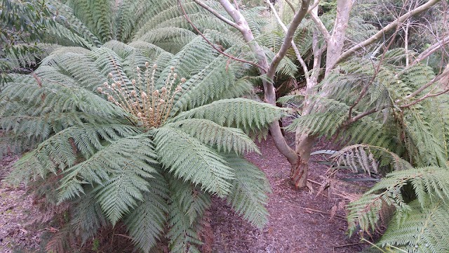 Logan Botanic Garden