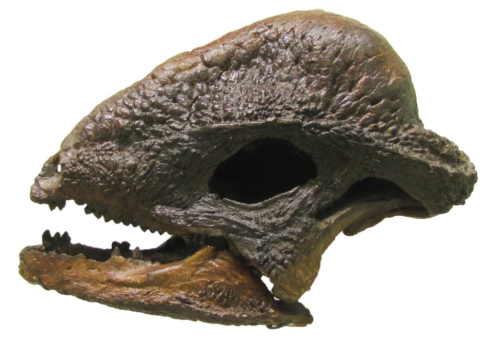 파일:external/upload.wikimedia.org/Stegoceras_Hendrickx.jpg