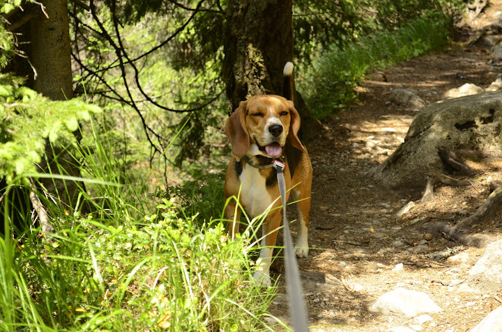Татры, июнь 2015. с собакой