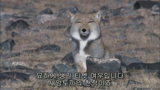 파일:attachment/tibetan_sand_fox-bizzare.jpg