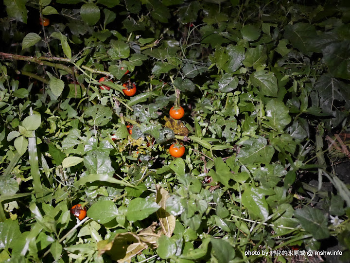 【景點】南臺灣特殊文化景點探訪 : 高雄市茄萣舢筏協會-二仁溪生態環境教室&屏東社頂部落-社頂自然公園-夜間生態遊程&屏東新來義部落產銷中心-來義鄉原住民文物館 來義鄉 區域 博物館 地區導覽指南 夜景 屏東縣 恆春鎮 旅行 景點 茄萣區 遊船 高雄市 