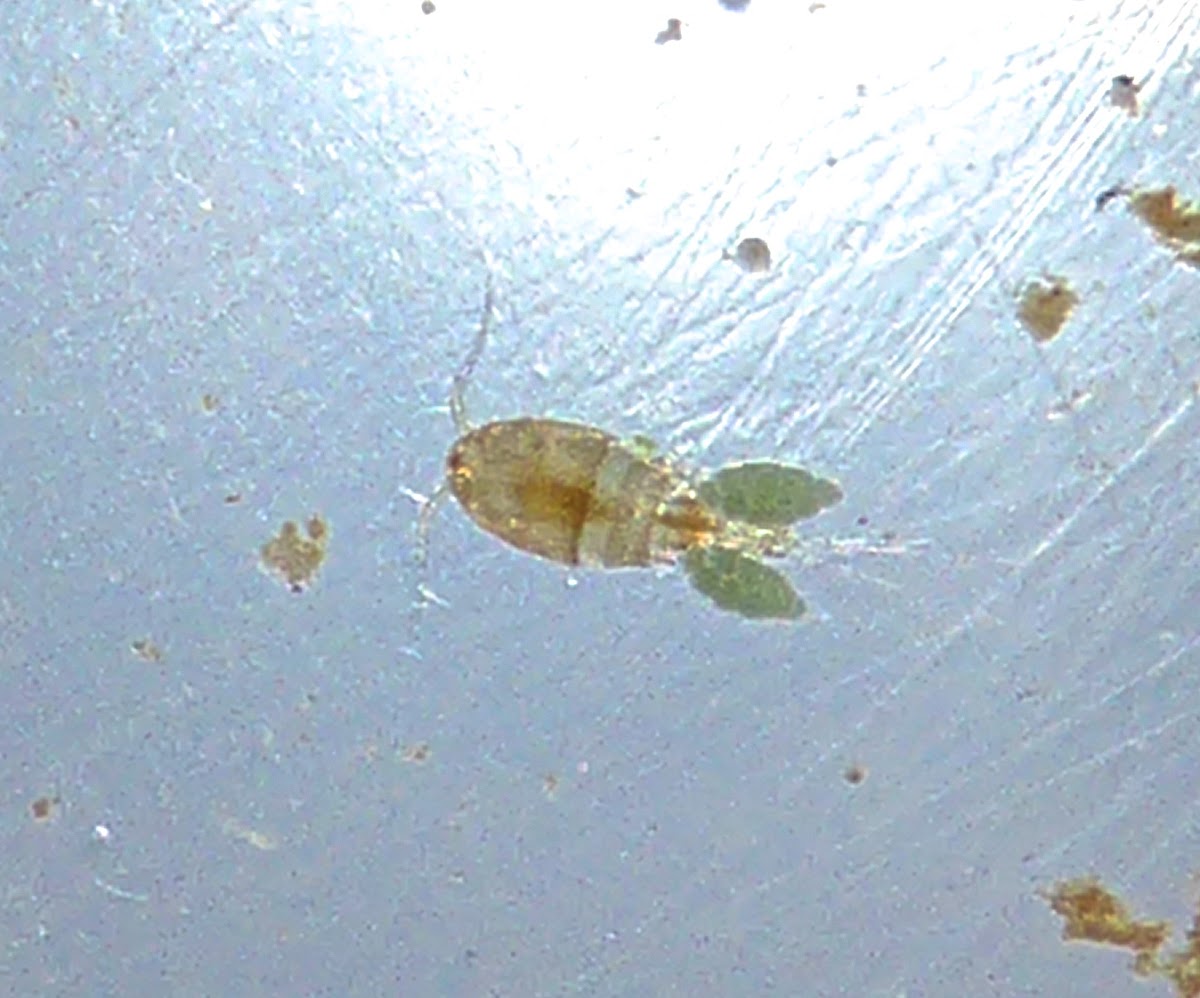 Copepod