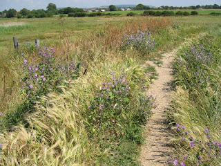 beautiful walk 