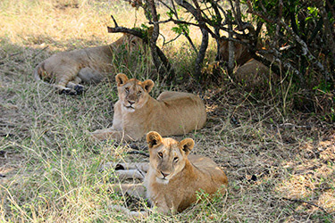 MASAI MARA, SAFARI EN GLOBO - KENIA, TANZANIA Y ZANZÍBAR: EL SAFARI PERFECTO (9)