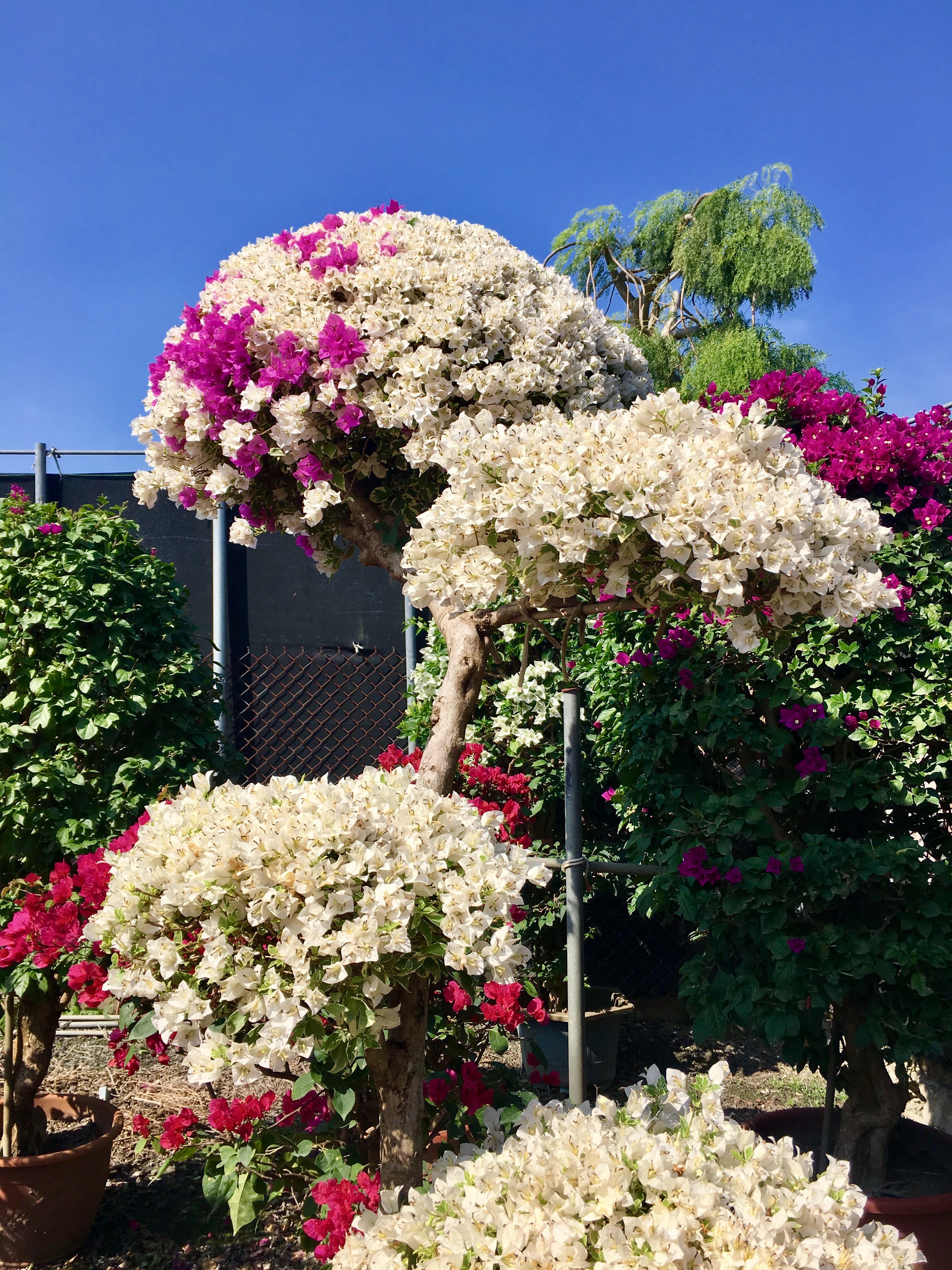 bougeanvilla, tianwei highway garden, changhua, Taiwa