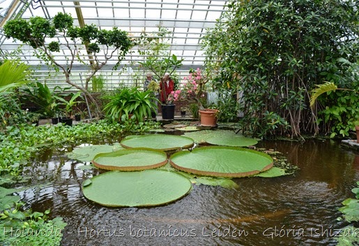 Glória Ishizaka - Hortus Botanicus Leiden - 74