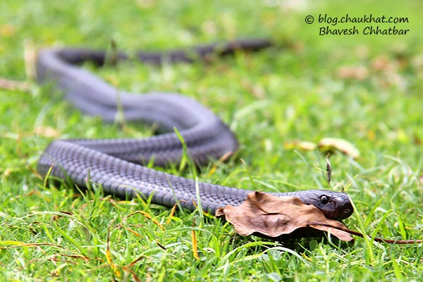 Black Cobra Snake of India