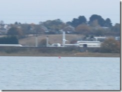 Forster's Tern