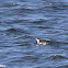 Marbled Murrelet