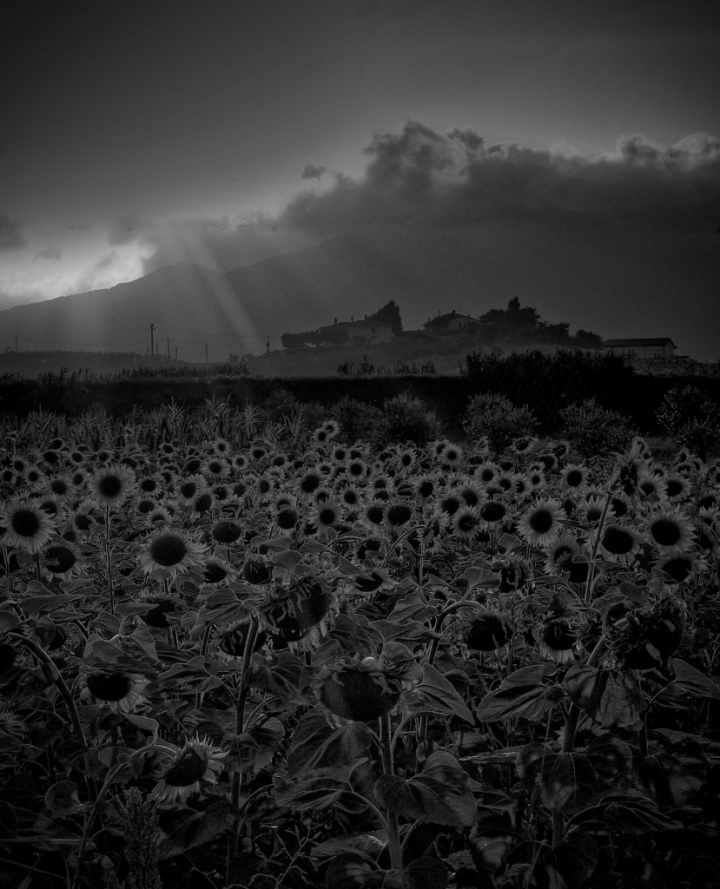 Girasoli di utente cancellato