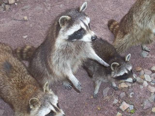 2008.07.01-032 ratons laveurs