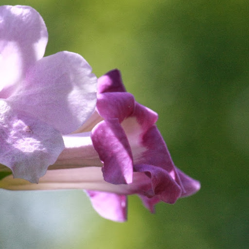 Pushpa Hegde - Address, Phone Number, Public Records  Radaris