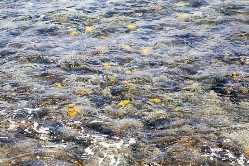 two-step beach puuhonua-12