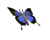 plavi%252520leptirko.gif