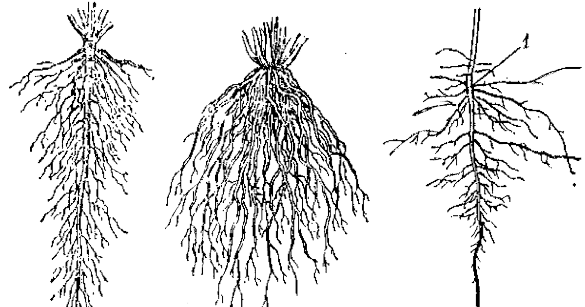 Что значит корневая система. Корни стержневая мочковатая смешанная. Типы корневых систем стержневая мочковатая смешанная. Типы корневых систем смешанная. Строение стержневой корневой системы.