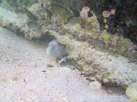 29 de julio, lagoonarium - El paraíso en la tierra, Polinesia Francesa (14)