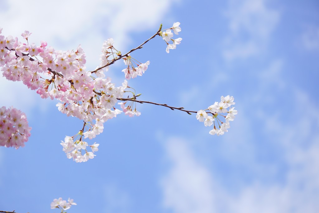 桜の花びらの枚数は何枚 久保清隆のブログ