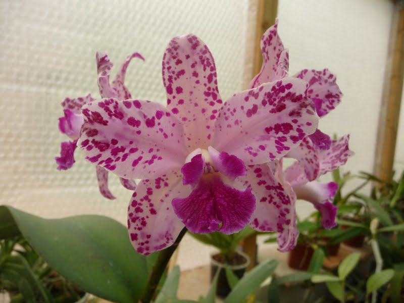 Cattleya amethystoglossa 4N P1150155