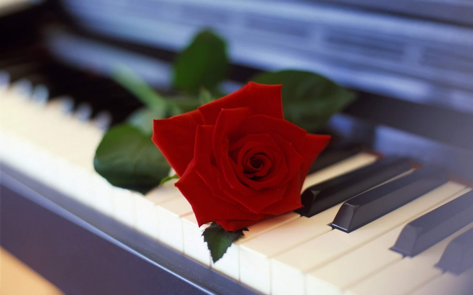 Send This Lovely Red Rose To Your Friends