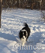 Chance in the yard