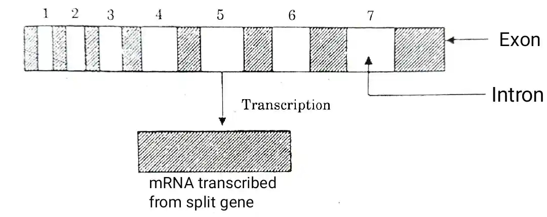 fine structure of gene assignment