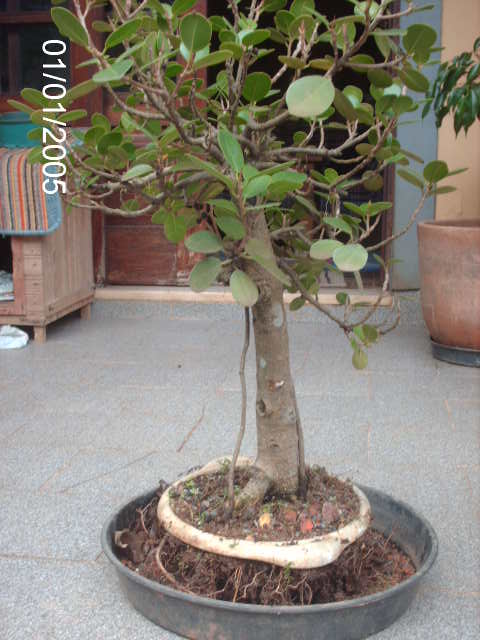 Ficus Panda pra futuro proximo.... PICT0730