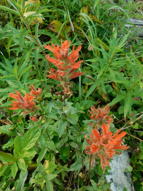 C028_CAN BC Wells Gray PP Trophy Alpine Meadows_2018-08-11_DSCN2197