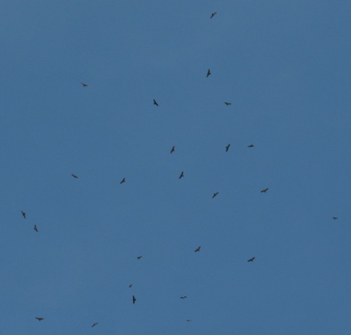 Raptors Flying And Gliding Over Ipoh