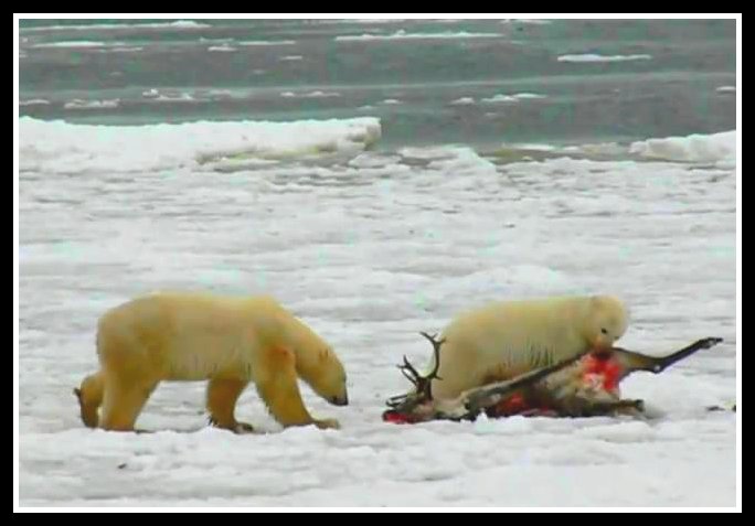 Urso pardo vs Urso polar Caribou+and+polar+bears