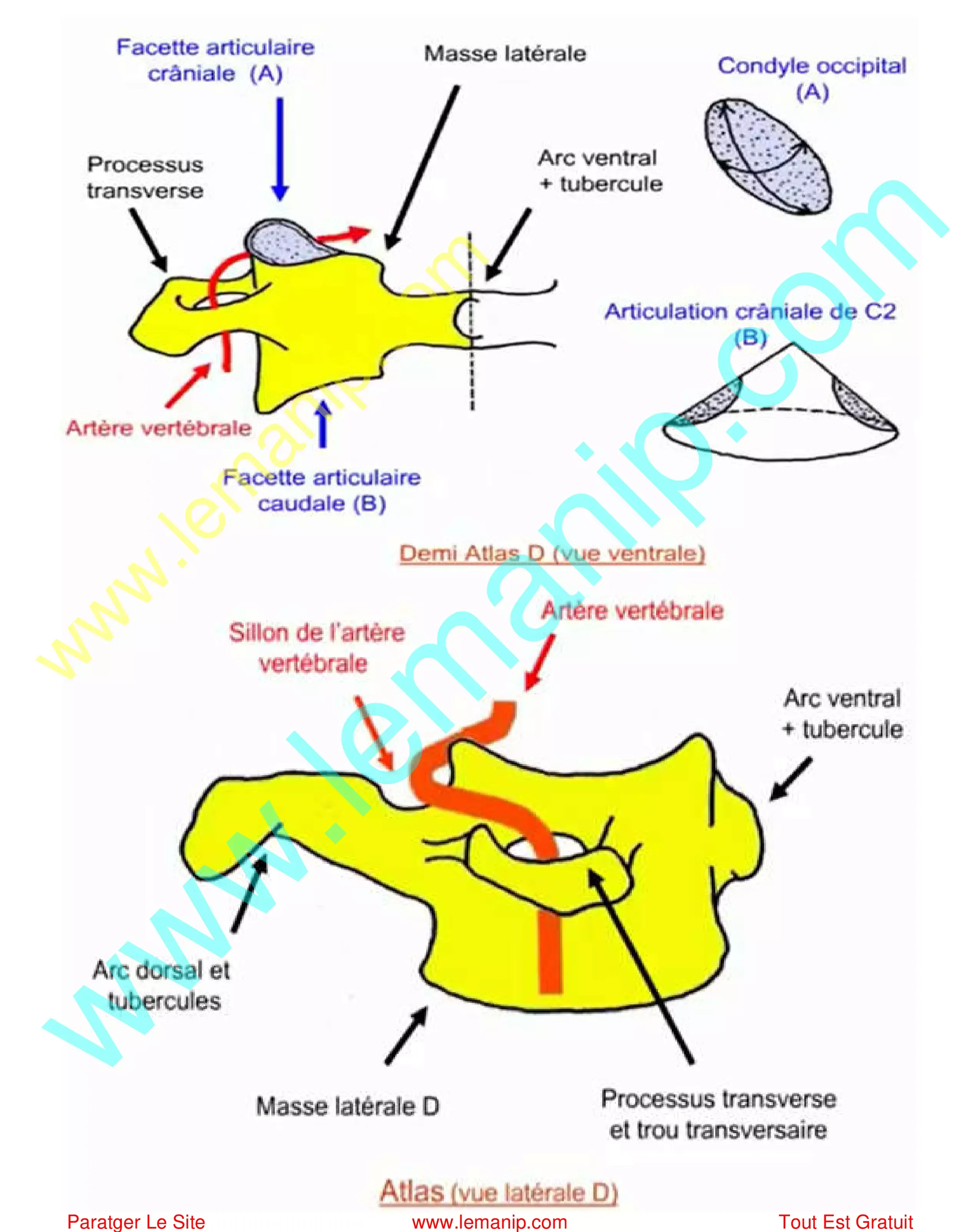 Anatomie vertèbre cervical