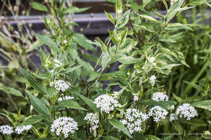 allium  ??----> Allium Tuberosum Odorum Chinensis Allium-odoratum-eupatorium-prairie-jewel-130823-103rm