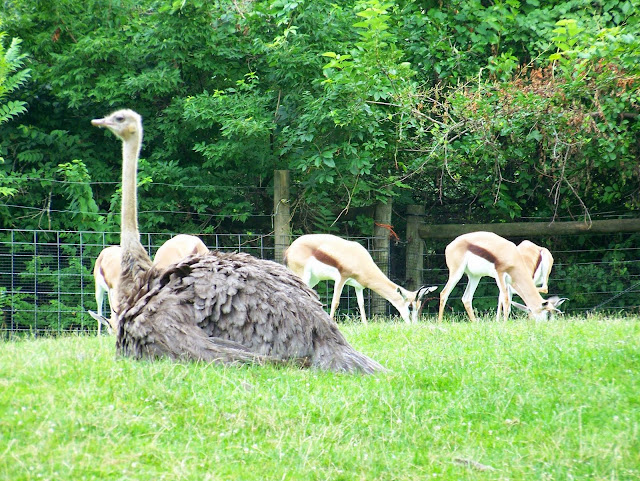 Ostrich and springbok. From Conservation and Education at the Pittsburgh Zoo and PPG Aquarium