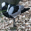 Blacksmith Lapwing