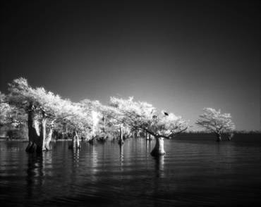 KEVIN BOLDENOW, Blue Cypress Revisited.  ©K. Boldenow