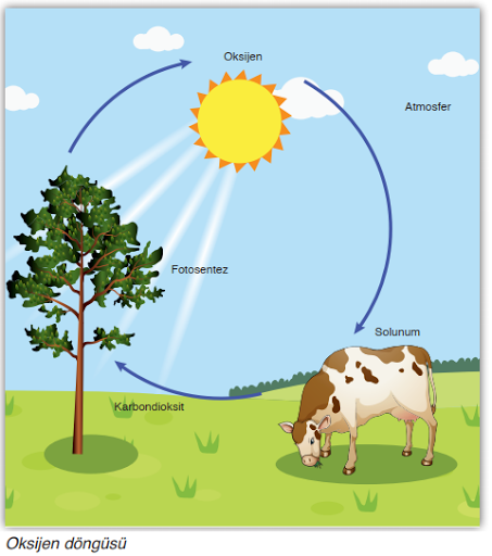 Oksijen Döngüsü ve Azot Döngüsü