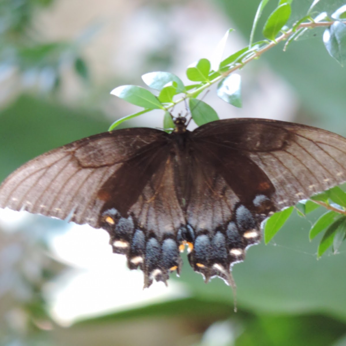 Black Swallowtail     Female