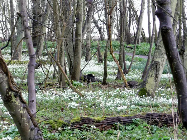 Dunwich snowdrops