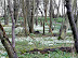 Dunwich snowdrops