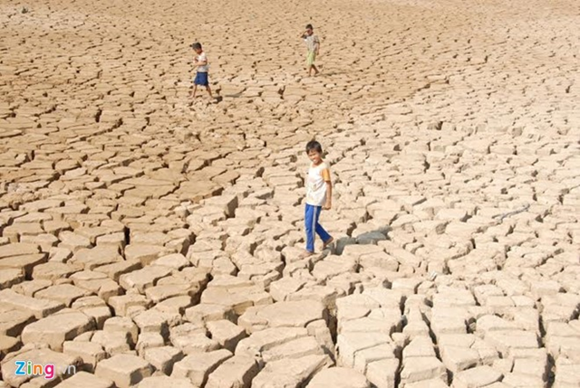 A field in Bac Lieu Province, Vietnam, that was abandoned due to the region's worst drought on record, 1 March 2016. Irrigation canals and lakes are also dried up and the biggest fear of the farmer is saltwater intrusion. If they try to pump water from canals to their fields, their rice will die faster. Photo: VietNamNet Bridge