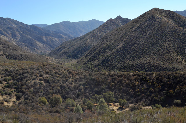 looking up the Manzana Creek