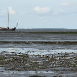 oyster harvesting on Texel in Texel, Netherlands 