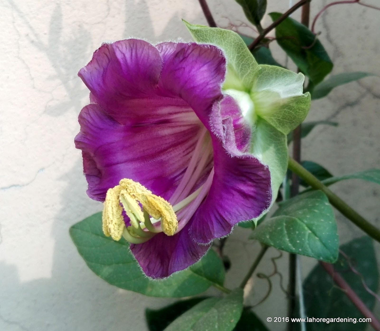 Cobaea Scandens