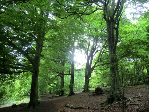 CIMG7063 Woodland above Fames Rough