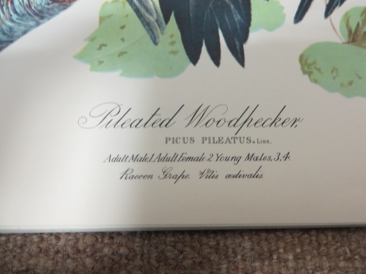 The Audubon Folio of Prints