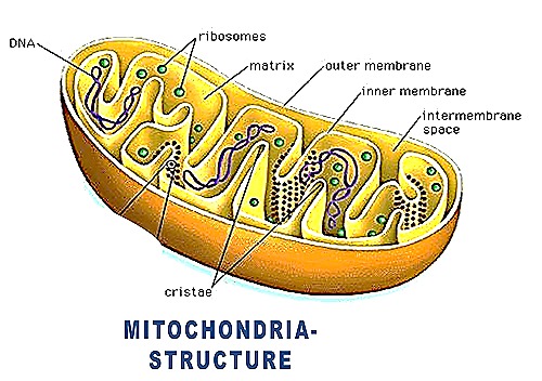 mitochondria -structure