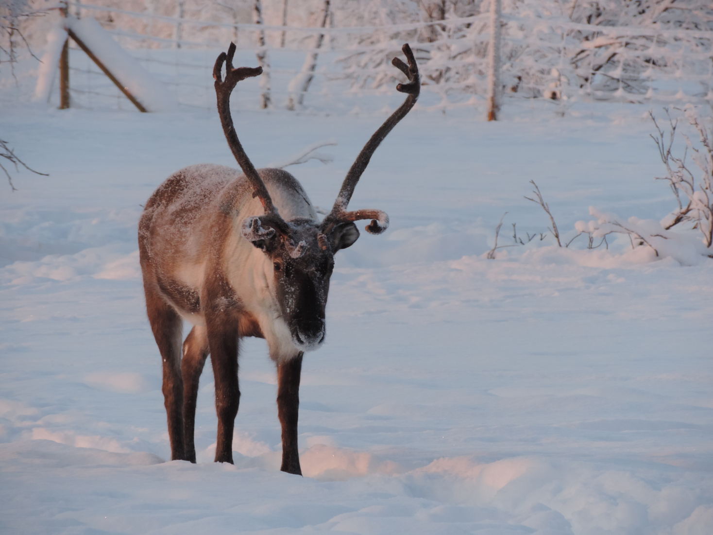 Lannavaara Reindeer