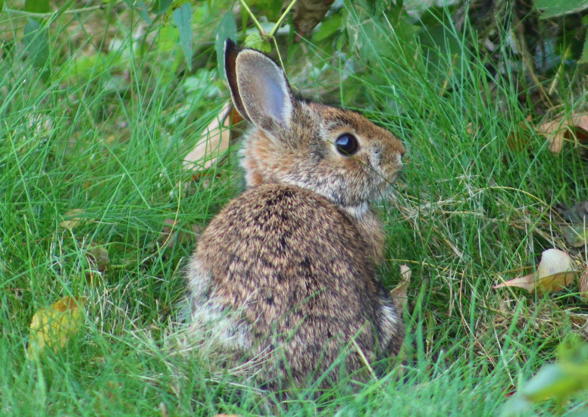 Eastern Cottontail Rabbit