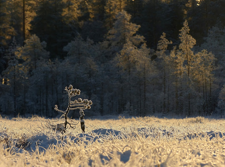 givre+contre+jour+mustalampi+tourbiere+p