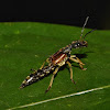 Rove Beetle